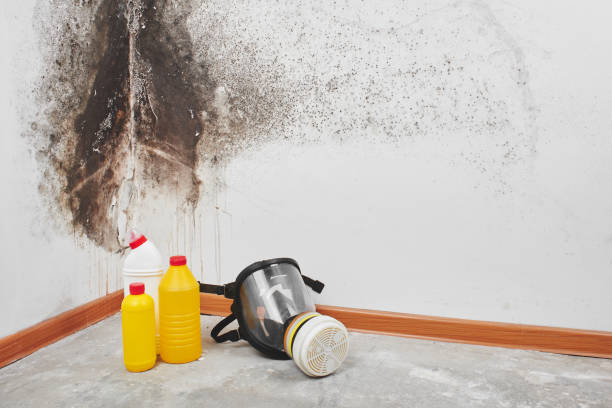 Best Emergency Mold Removal  in Buchanan, MI