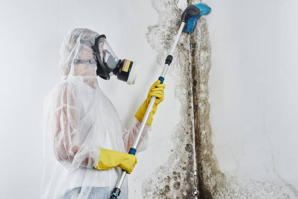 Best Professional Mold Removal  in Buchanan, MI