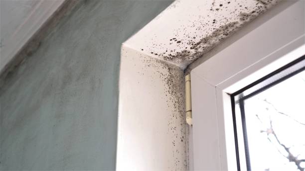 Best Mold Inspection  in Buchanan, MI