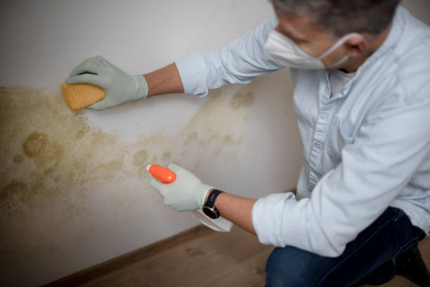 Home Mold Removal in Buchanan, MI