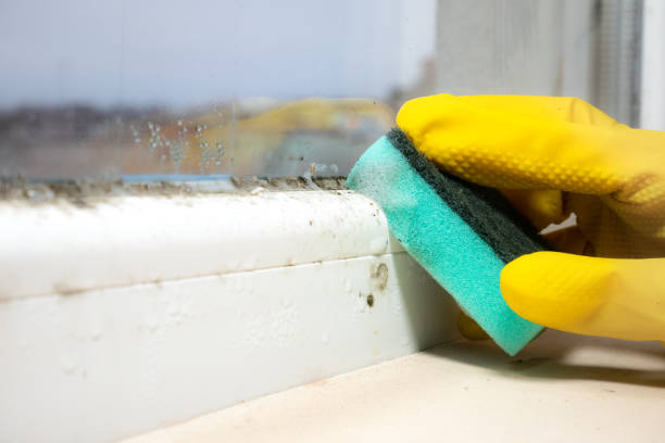 Best Mold Removal Company Near Me  in Buchanan, MI