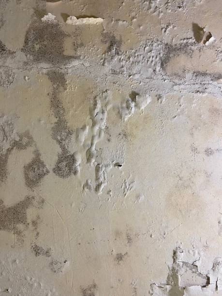 Best Mold Removal Company Near Me  in Buchanan, MI
