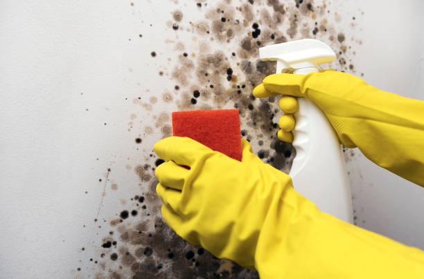 Best Home Mold Removal  in Buchanan, MI