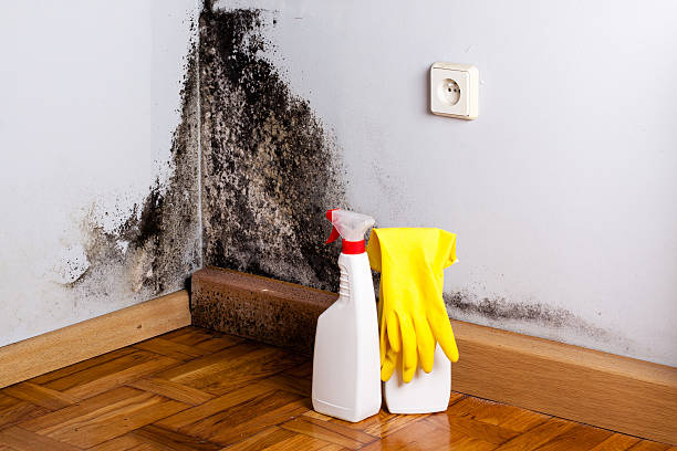 Best Mold Remediation  in Buchanan, MI