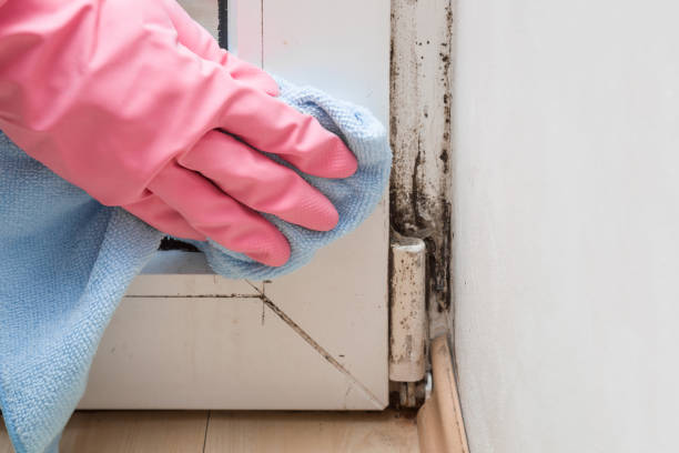Best Mold Remediation Experts  in Buchanan, MI