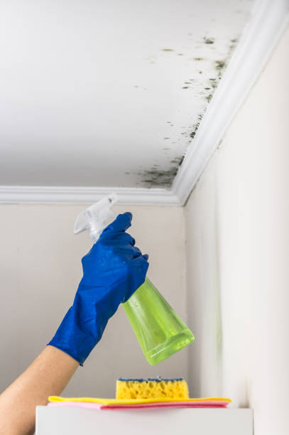 Best Mold Removal Company Near Me  in Buchanan, MI